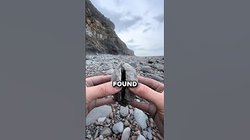 How Ammonites Became Fossils 🤯 (@yorkshirefossils)