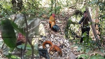 ep2. ต่อไก่ป่าแต่กระรอกแดงเข้าเยอะมาก 29/1/2023