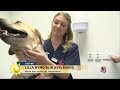 Lilla Nymo blir avelshund - här gör hon läkarundersökningen - Nyhetsmorgon (TV4)
