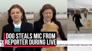 Dog steals mic from a reporter during a live weather report in Moscow | Cobrapost