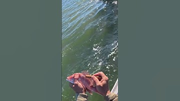 DIY Fish Tag on a Juvenile Red Snapper #shorts