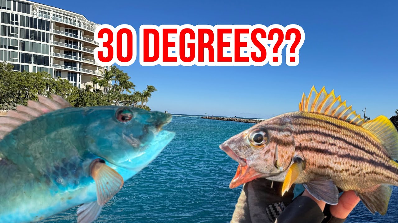 Catching TROPICAL REEF FISH in FREEZING Weather | Boca Raton Inlet ...