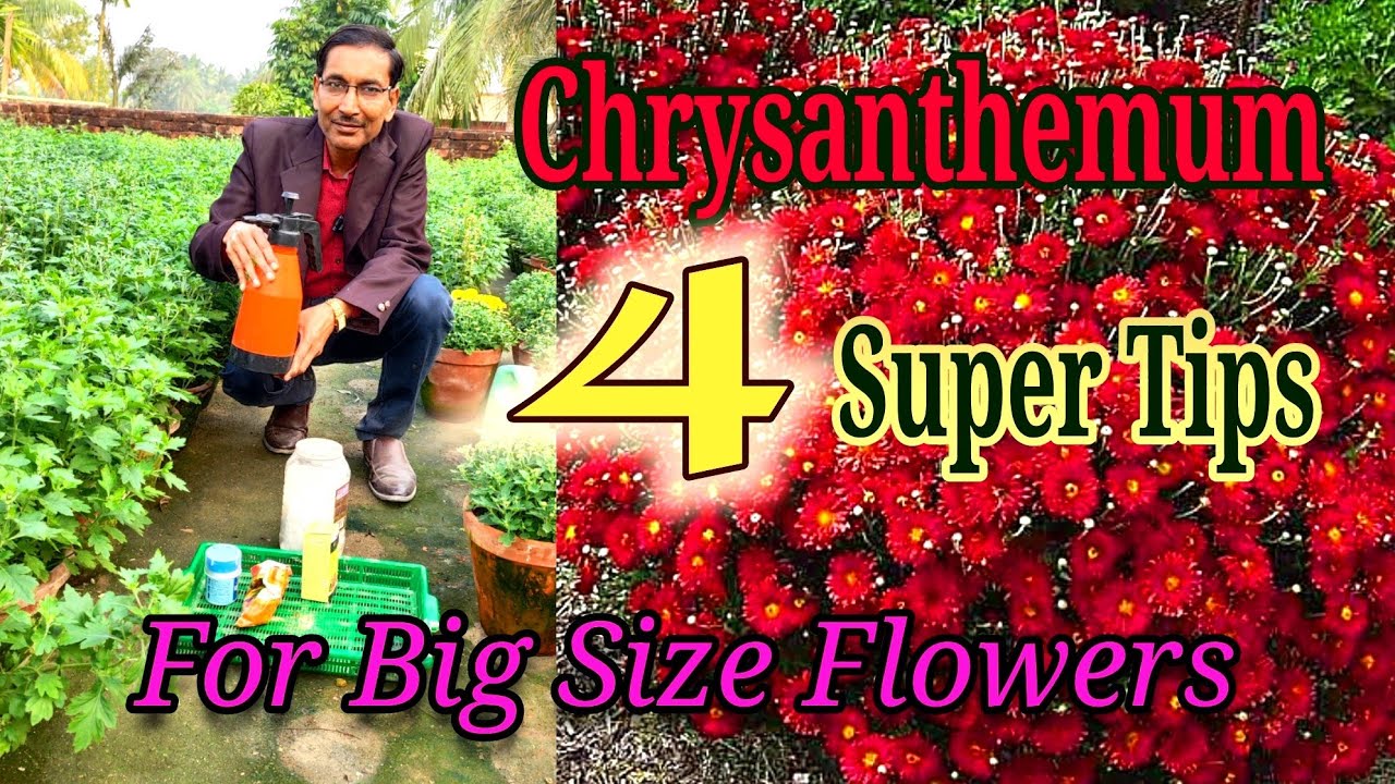 Follow just 4 tips for Chrysanthemum and All your flowers will glow 🌟 like anything. Super tips