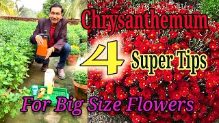 Follow just 4 tips for Chrysanthemum and All your flowers will glow 🌟 like anything. Super tips