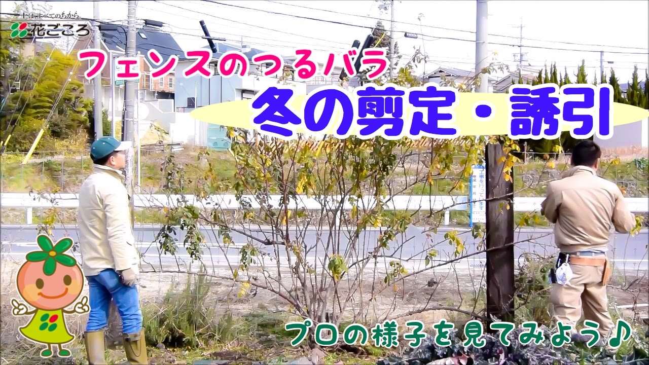 フェンスのつるバラ 冬の剪定誘引 Youtube フェンスのつるバラ 冬の剪定誘引 Youtube