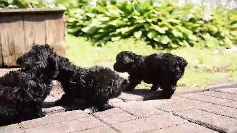 Yorkie Poo Puppies For Sale Debra Weiler