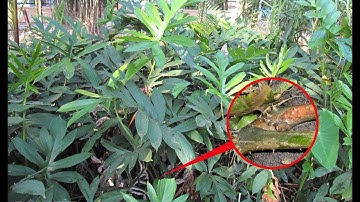 Những công dụng vàng của MÓP GAI nên biết / Cây Thuốc Quanh Ta