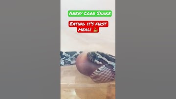 This is an Anery Corn Snake eating it’s very first meal after Hatching. #animals #reptiles #pets