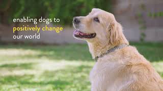 The Dogtopia Foundation: Enabling Dogs to Positively Change Our World