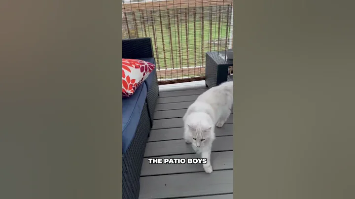 Video 10950731: maine coon cat live, best maine coon cat