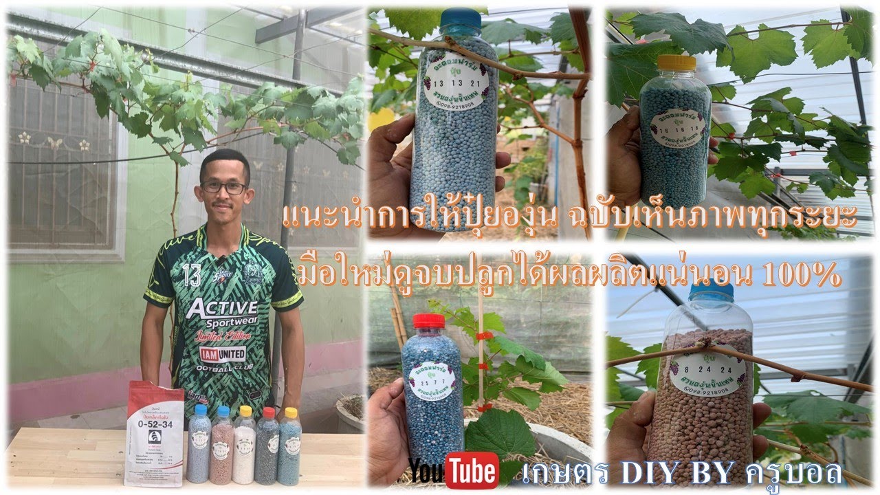 แนะนำการให้ปุ๋ยองุ่น ฉบับเห็นภาพทุกระยะ มือใหม่ดูจบปลูกได้ผลผลิตแน่นอน 100%