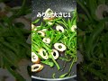 ちくわとかつお節の旨味がピーマンに合う！！ピーマンとちくわのかつお節きんぴら【今日のあと一品】【副菜レシピ】#shorts