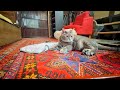 雨の日は退屈で.. おばあちゃんと一緒にキャッチミーで遊んでもなんだか気が乗らない猫・・・