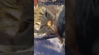 всю дорогу на коленях# стресс#кот#красивый кот