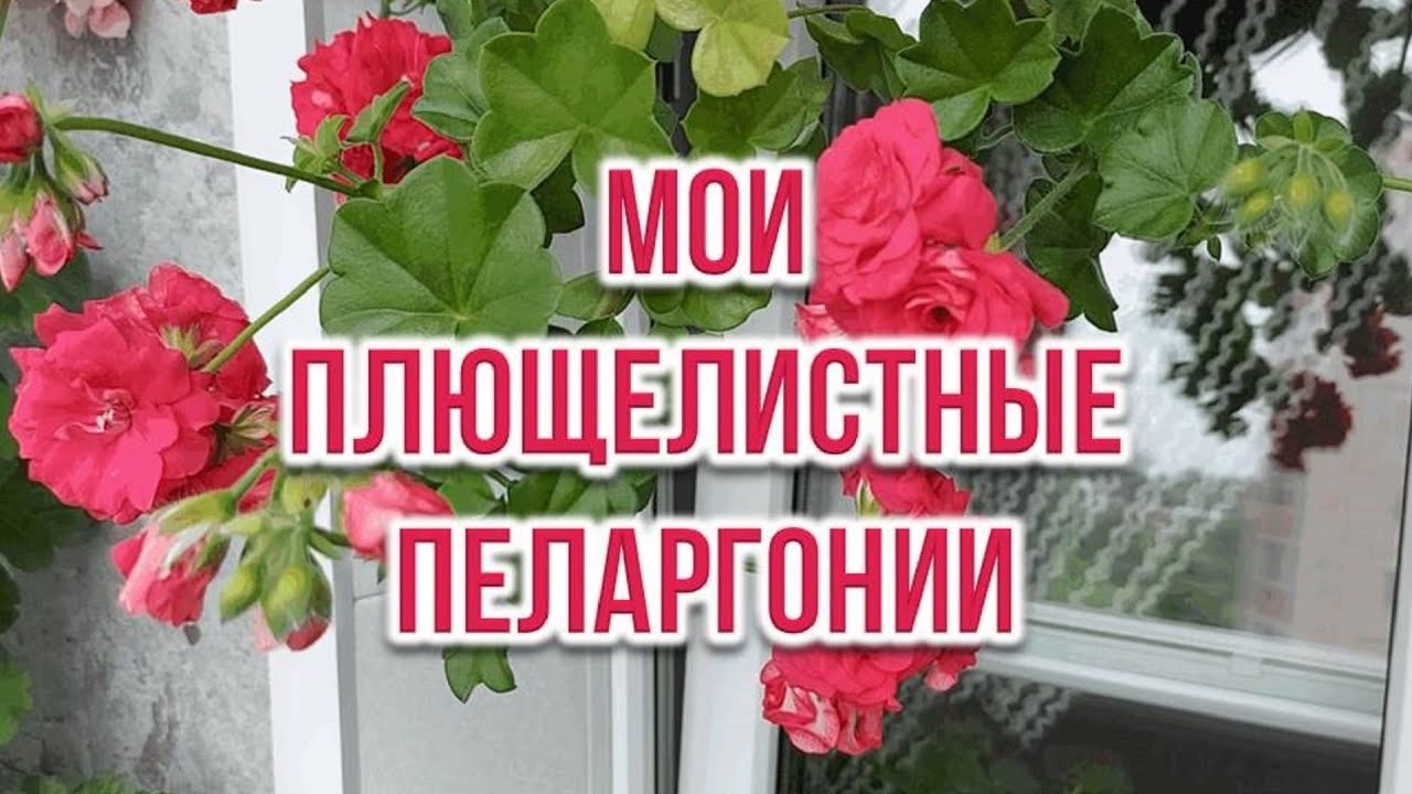 Мои плющелистные пеларгонии  Выпуск от 27.05.25