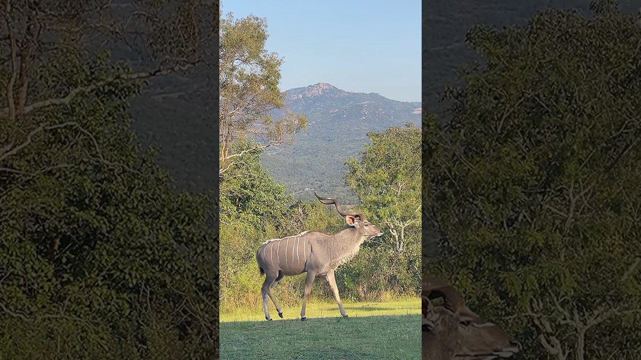 Alpha male Kudu | wild animals of Africa 