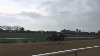 20150406 宮崎展示会 牡馬2組目
