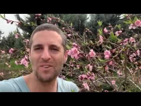 וִידֵאוֹ: מכל טיפוח עץ אפרסק - איך לגדל עצי אפרסק במיכלים