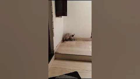 Watch the video about Beautiful black point Siamese Cat Short hair #siamesecats #cattery #exotic #trending #pets #kittens