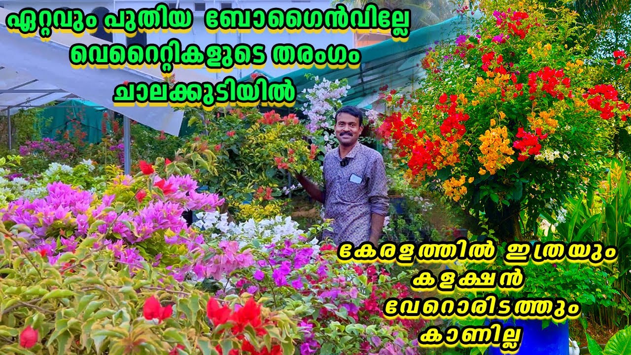 മലയാളികളെ ഞെട്ടിച്ച Bougainvillea വെറൈറ്റികളുടെ കളക്ഷൻ..കണ്ടാൽ ഞെട്ടും😳|Latest variety Bougainvillea