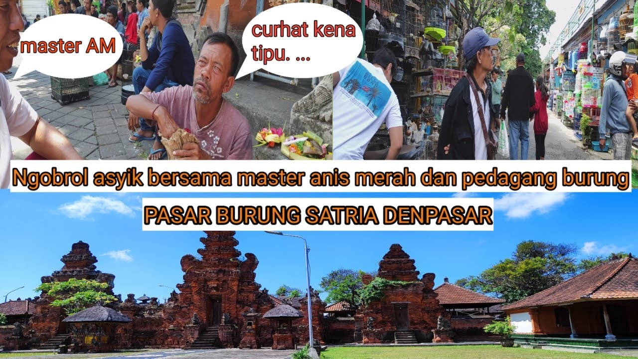 PASAR SATRIA DENPASAR ngobrol asyik bersama master anis merah dan pedagang burung