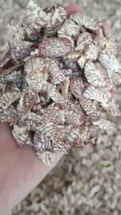 pinang koin super