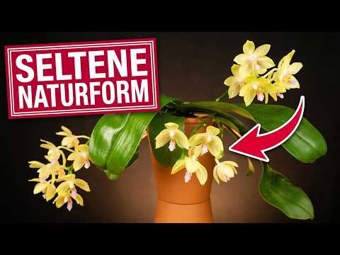 Phalaenopsis floresensis: Seltene Naturform aus Flores
