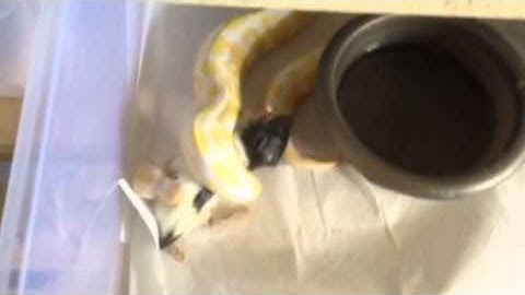 Albino ball python feeding time!