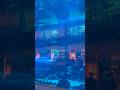 Shark Attack at Dubai Mall Aquarium 🦈| Unreal Experience! #ytshorts #viral #shorts #dubai #shark