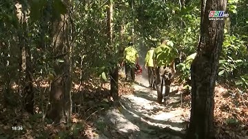 Tăng cường công tác quản lý bảo vệ rừng và PCCC rừng năm 2023 | BRTgo