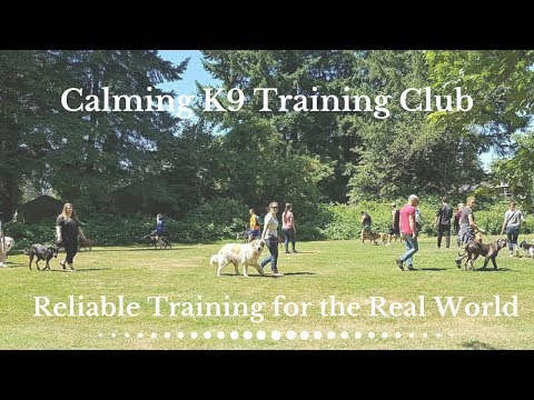 calming k9 dog training