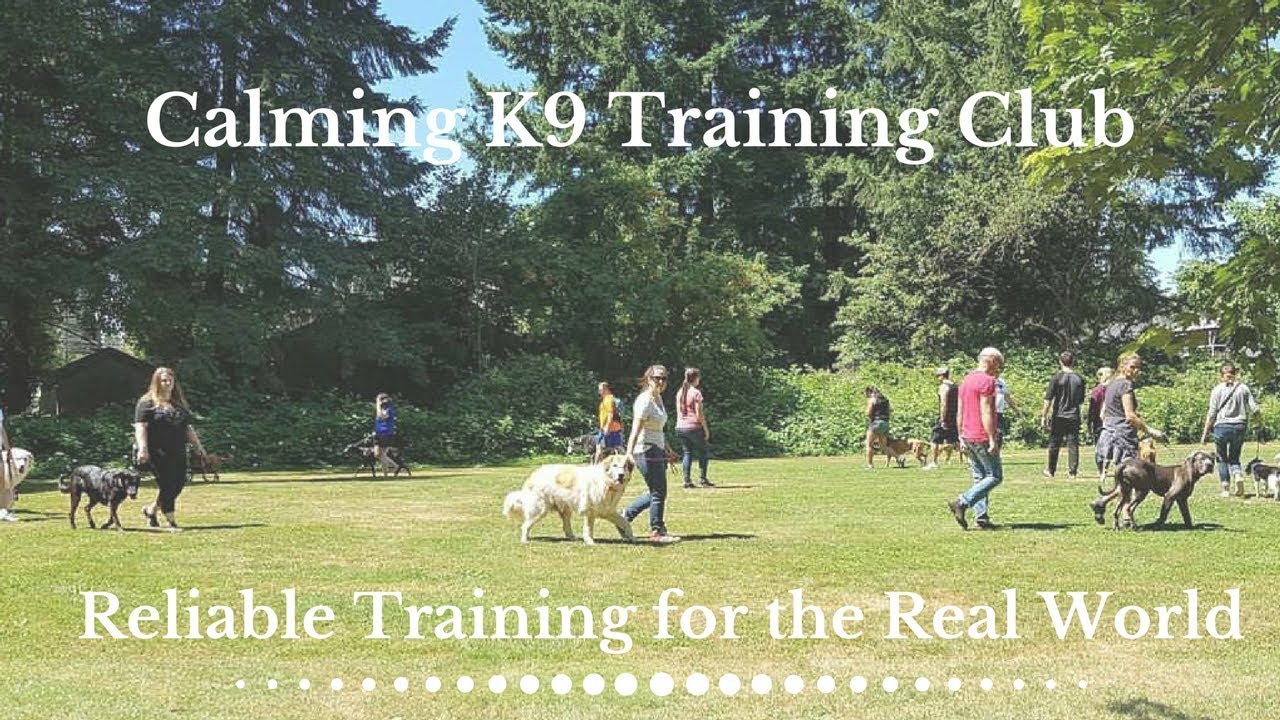 calming k9 dog training