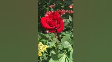 Thumbnail of Butterfly & Flowers🌹🦋Nice Love Song || whatsapp status #lovenotes #shorts