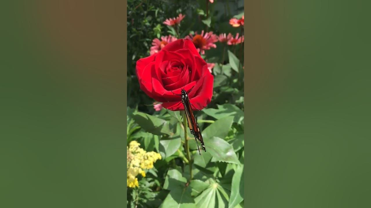 Butterfly & Flowers🌹🦋Nice Love Song || whatsapp status #lovenotes #shorts