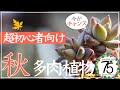 【多肉植物】初心者におすすめ！ココをおさえて多肉にチャレンジ！知っておきたいポイントを教えます！