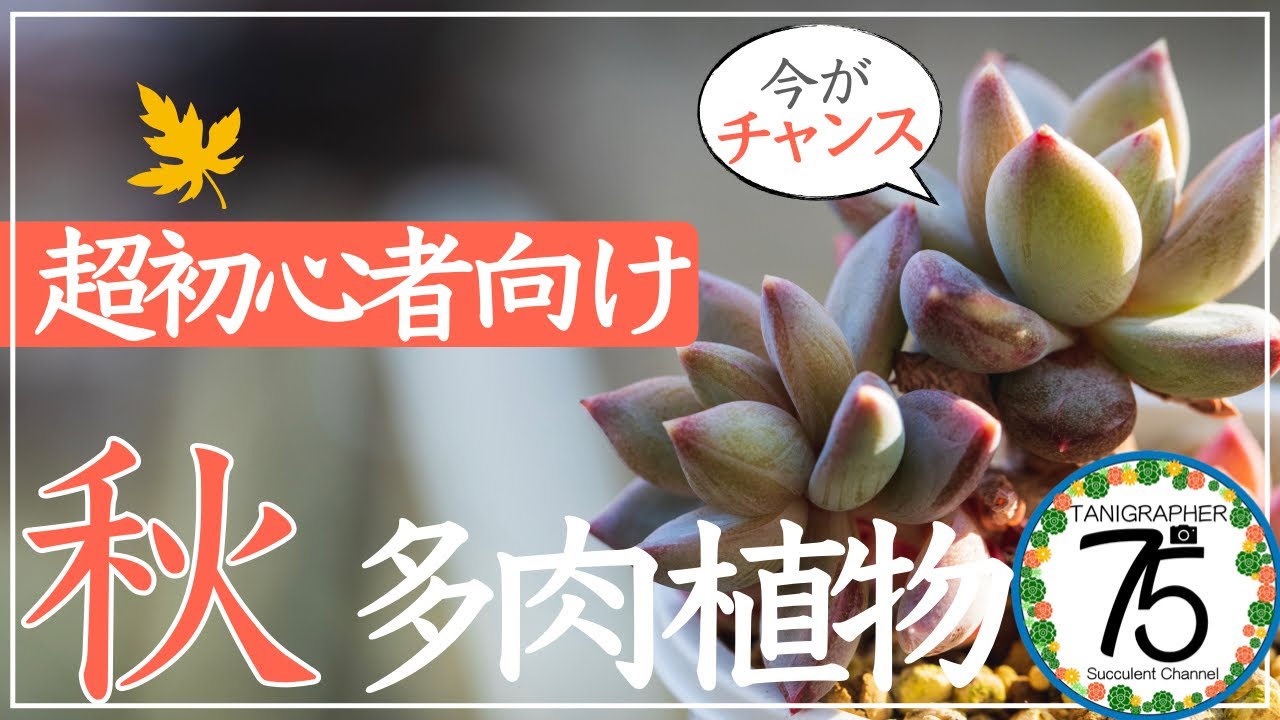 多肉植物 初心者におすすめ ココをおさえて多肉にチャレンジ 知っておきたいポイントを教えます Youtube 多肉植物 初心者におすすめ ココをおさえて多肉にチャレンジ 知っておきたいポイントを教えます Youtube