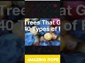 One tree  many fruits   howonetree manyfruits amazingdope tree40