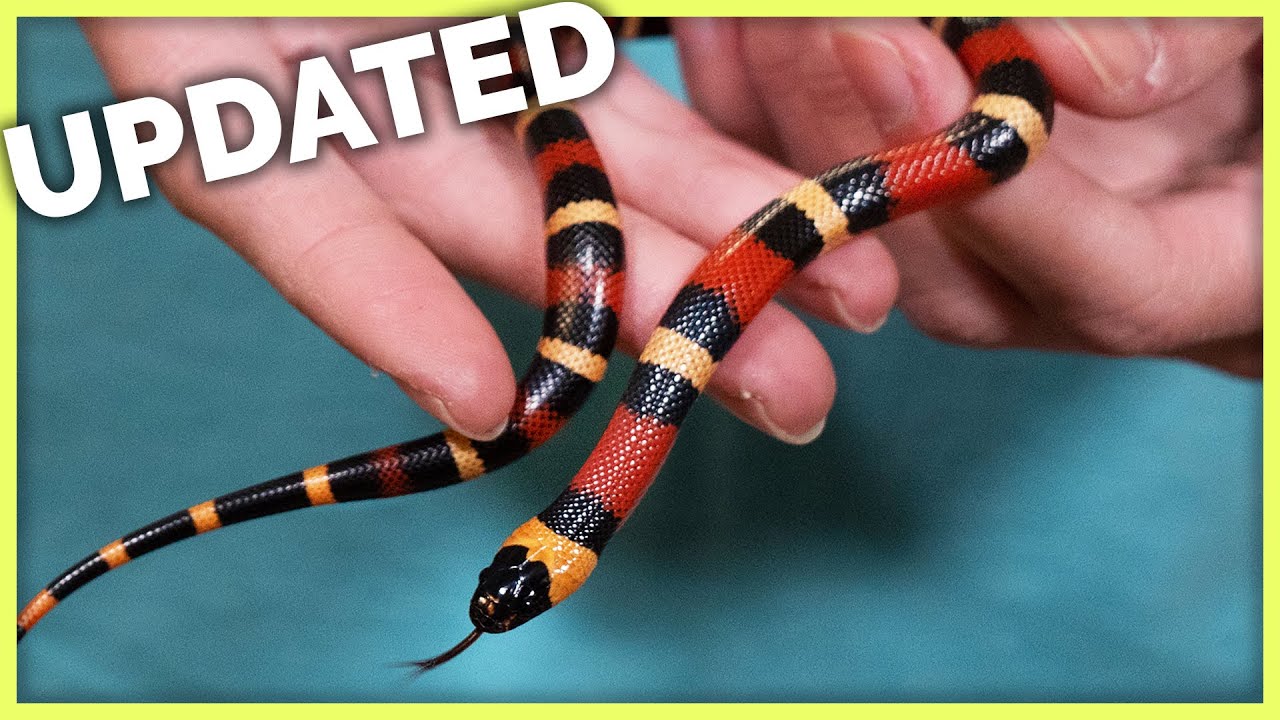How Much Money I've Made Selling 500 Reptiles (2020 Edition!)