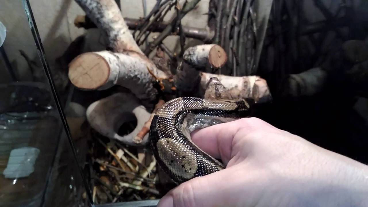 camera iphone 8 plus apk 2016.12.12. Constrictor Boas-couple of young animals-Удав императорский!