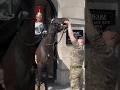 Horse plays with soldier   horse guards royal guard kings guard horse london 2024