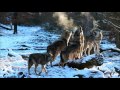 hurlements d'une meute de loups gris