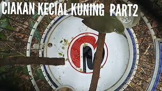 PANCINGAN CIAK KECIAL KUNING LOMBOK PART2