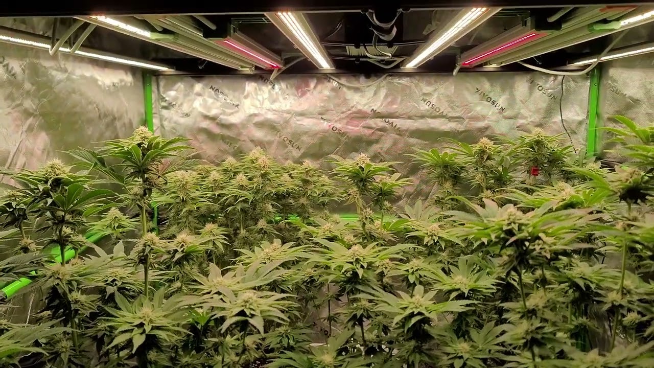 Black Cherry Gushers by Backpack Boyz in 4th Week of Flower