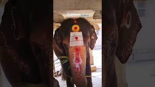 Gajanan #shortsvideo #shorts #animal #hathi #elephant #ganpati #kids #hathiraja #cartoon #wildanimal