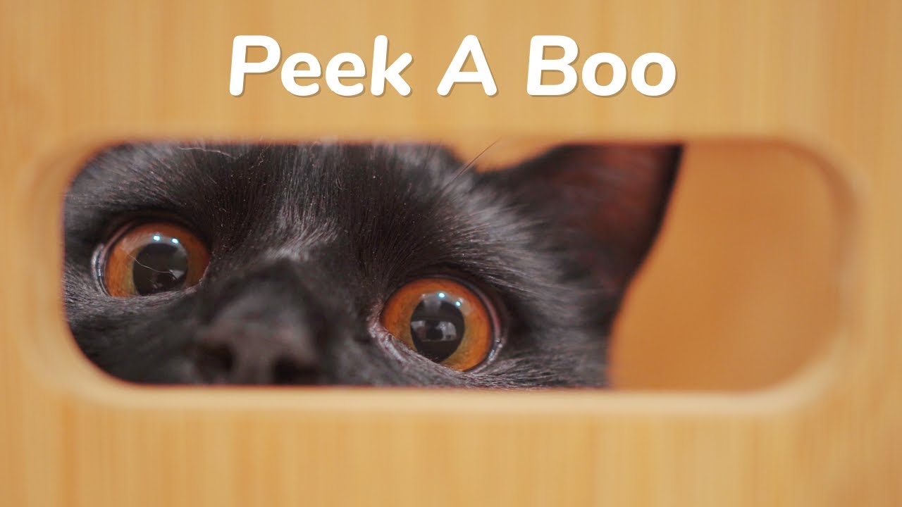 Kittens Peek A Boo Lucky Paws Day 68 Baby Kittens Day 1 to Day