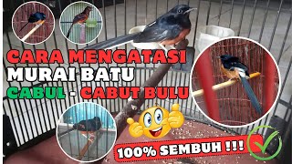 Tips  Tricks  How To Deal With A Lewd Murai Batu  plug Out The Feathers