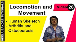 Locomotion and Movement - Human Skeleton - Arthritis and Osteoporosis