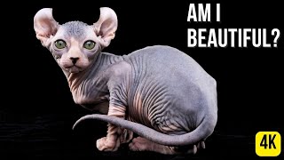 Sphynx Cats : Unveiling the Sphynx Cat's Beauty!