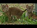 Baby Bobcat's First Introduction