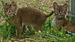 Baby Bobcat's First Introduction